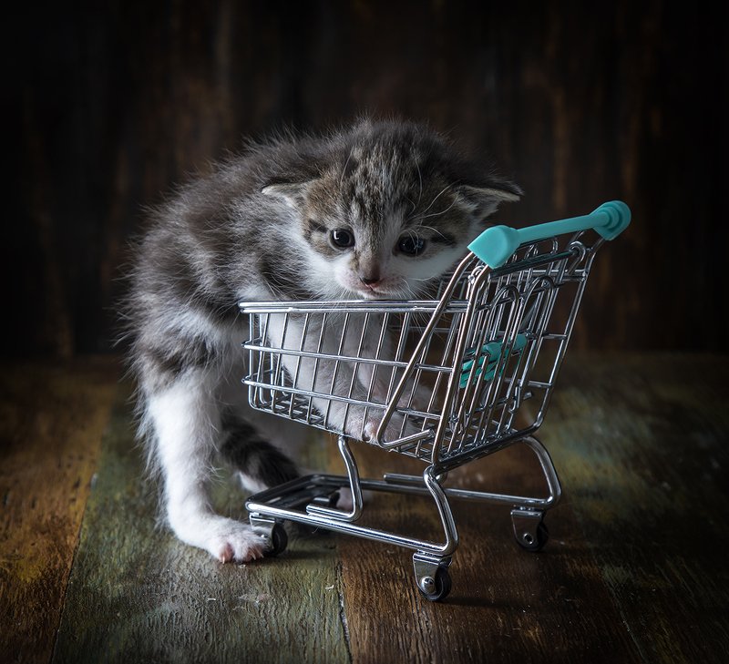 швеция Котенокphoto preview