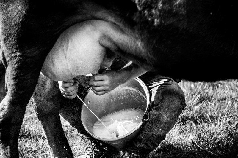 Where is born Italian cheese Bitto . photo preview