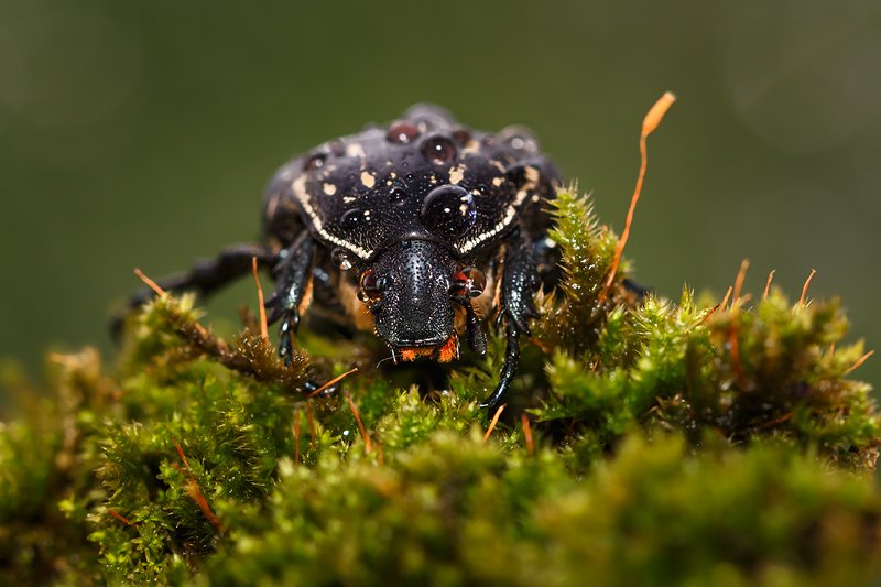 Красавчик..photo preview