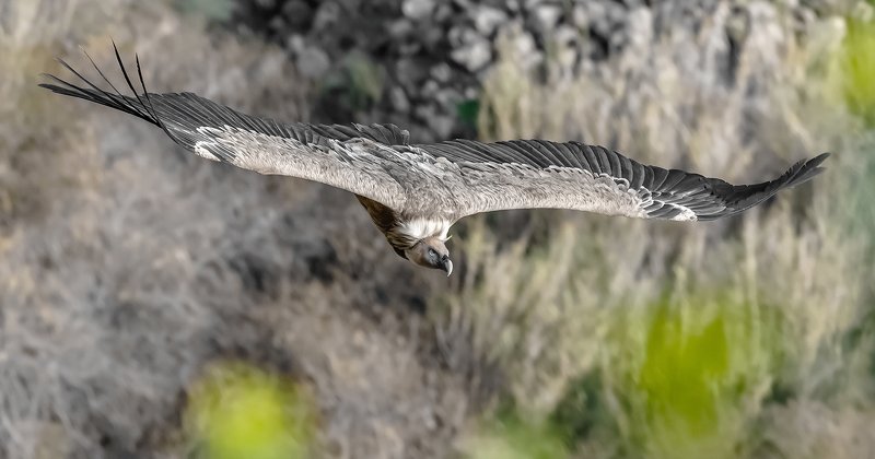 Fantastic  .... Free flight ...photo preview