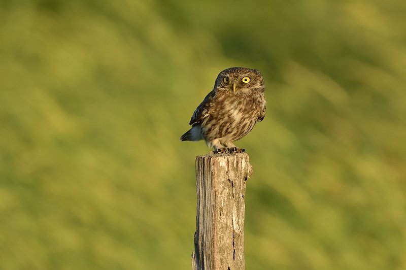 птицы birds Athene noctuaphoto preview
