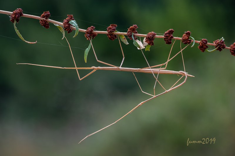 НА ШАШЛЫКАХ...photo preview