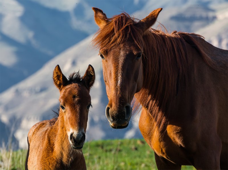 природа, горы, кавказ, природа россии, дикая природа, животные, лошади, весна, Я и Мамаphoto preview