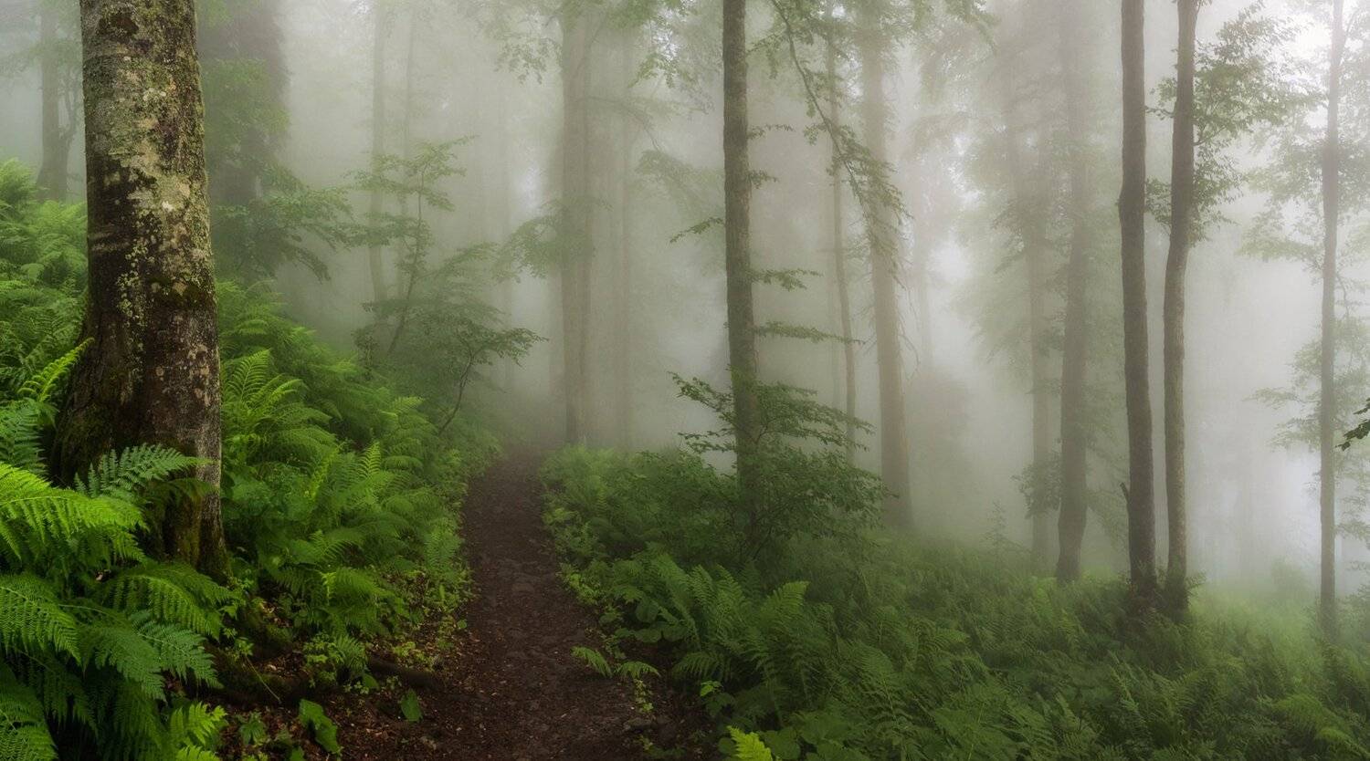 Сказки волшебного леса. Автор: Игорь Мелекесцев , Игорь Мелекесцев