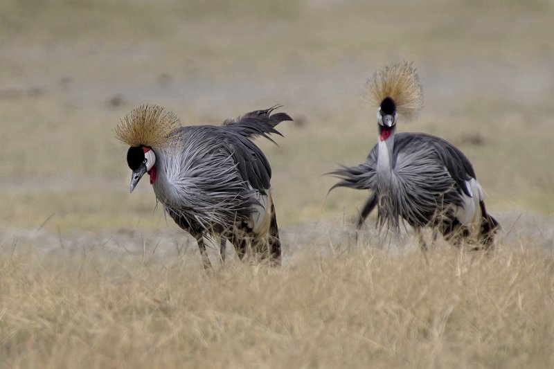 grey crowned crane ,balearica regulorum Встреча в полденьphoto preview