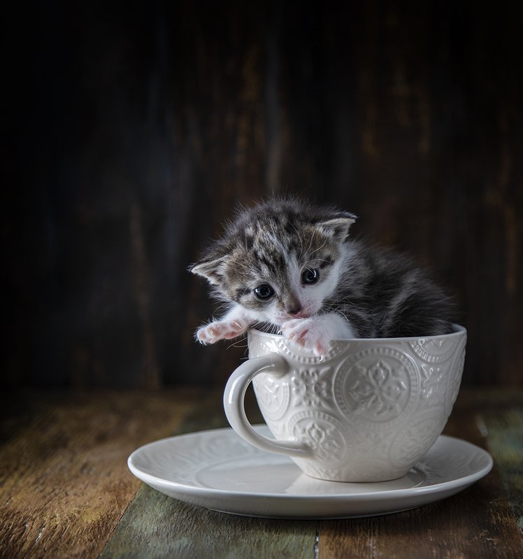 швеция Котенок 2photo preview