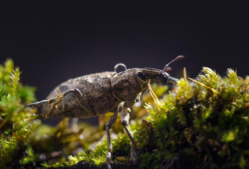 пейзаж# природа #фотограф #г. арсеньев# Долгоносик..photo preview