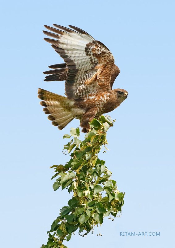 птица, хищник, коршун, природа, лето, ритам, мельгунов, фотография, bird, kite, wild, nature, photography, ritam, melgunov, summer, russia, naturephotography, wildlife, birdphotography, canonrussialiveforthestory, natgeoru, стихи, поэзия, стихотворение, с Царь неба / The King of Skyphoto preview