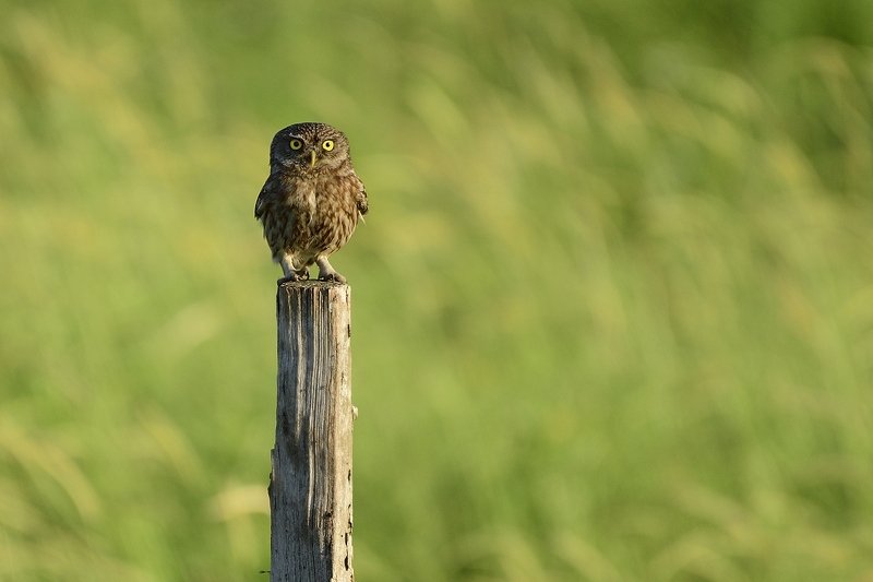 птицы birds Athene noctuaphoto preview