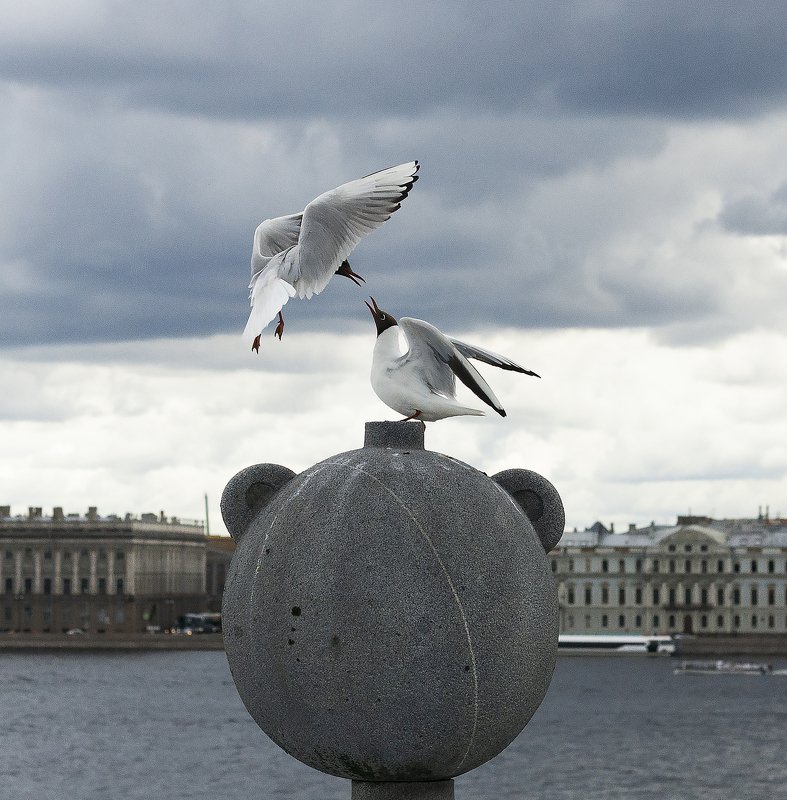 birds,beautiful,screatives,птицы,питер,спб,чайки,gull,июль,battle,bout,nature,природа,лето,summer,summer2019 fight gullsphoto preview