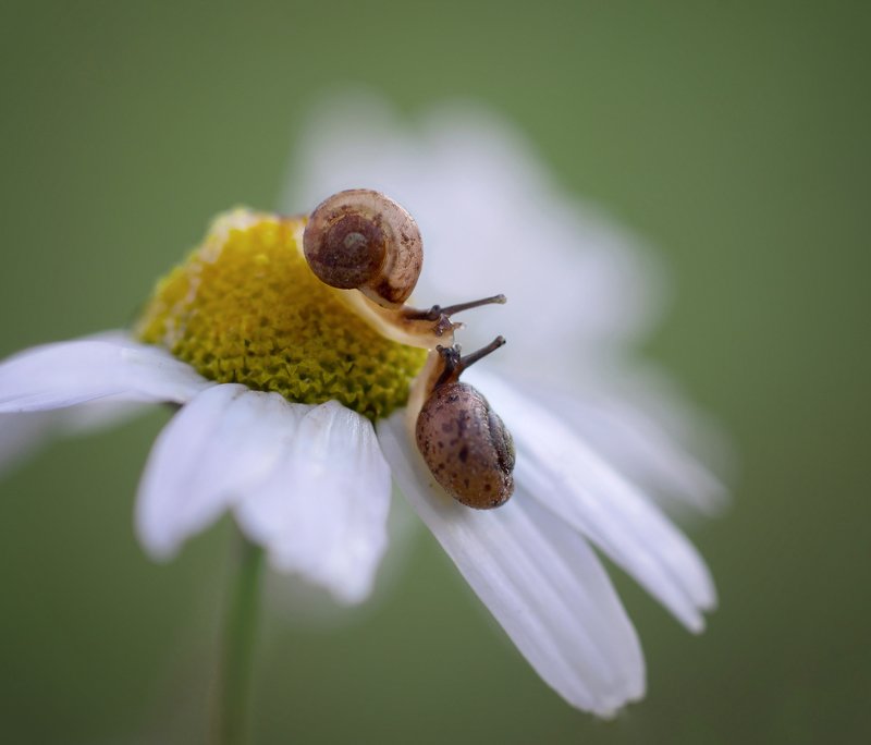 улитки, цветы, ромашка, вечер, любовь, поцелуй Первый поцелуйphoto preview
