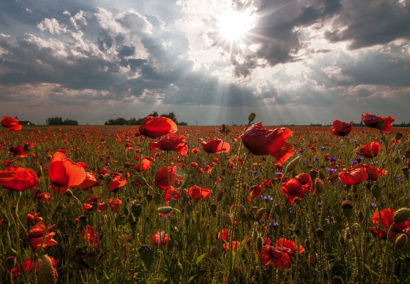 poppy,summer,red,colors,sunset Summer firesphoto preview