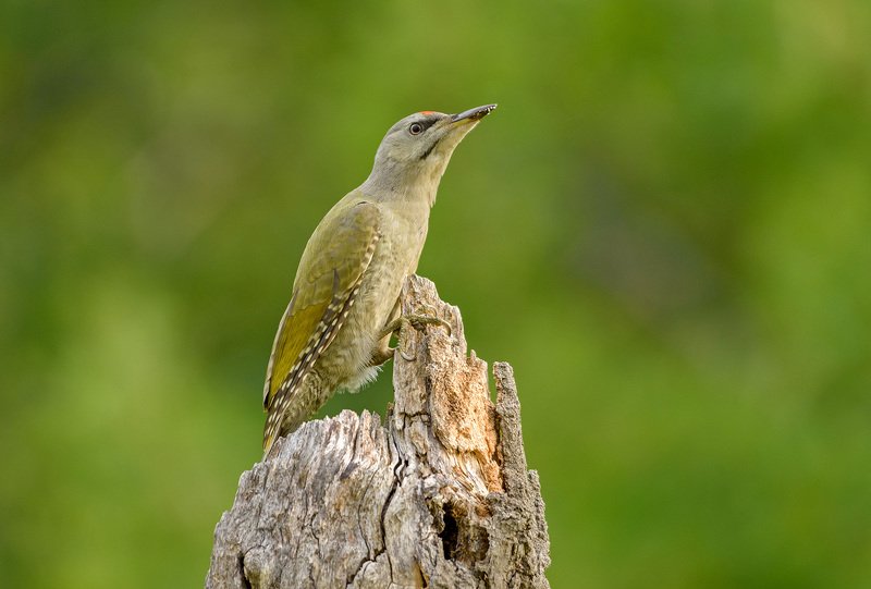 седой дятел седой дятелphoto preview