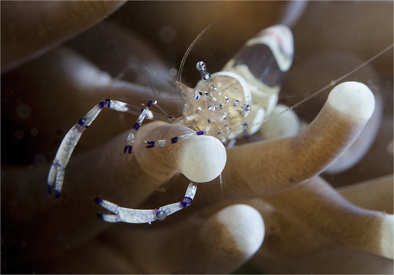 филиппины,  креветка, макро шолтай - болтай фото превью