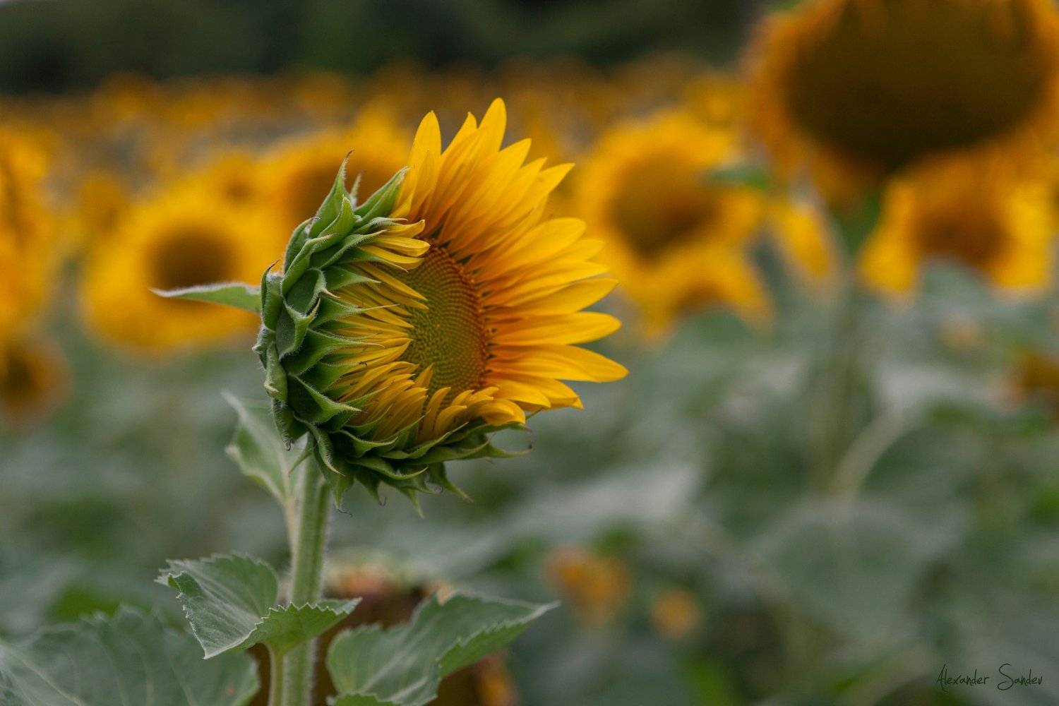 Подсолнухи. Автор: Александър Сандев , Александър Сандев