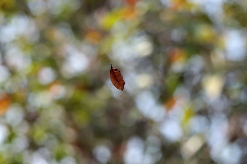 Fallingphoto preview