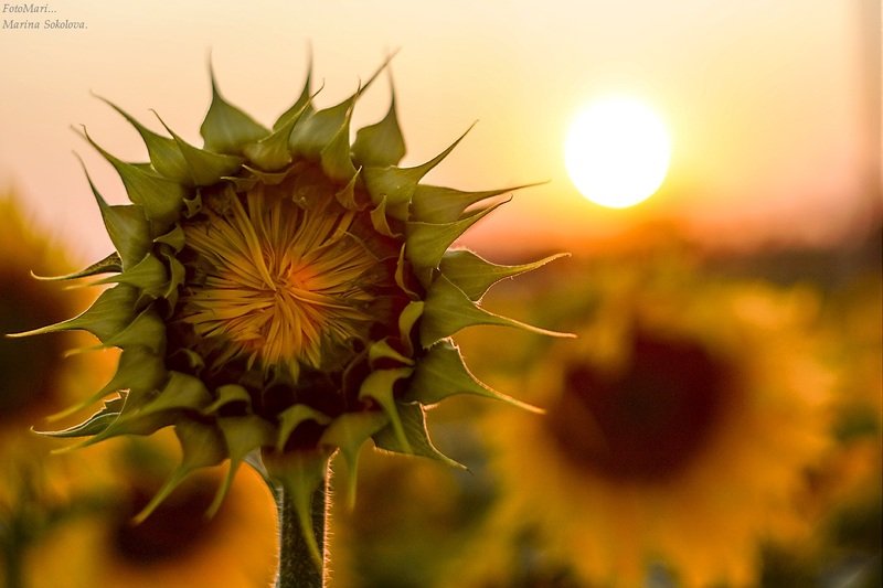 Пора подсолнухов.photo preview