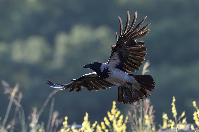 птицы birds Corvus cornixphoto preview