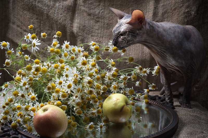 Ромашки спрятались, поникли лютики...photo preview