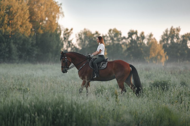 конная прогулка, лошадь, рассвет, туман Утром в полеphoto preview