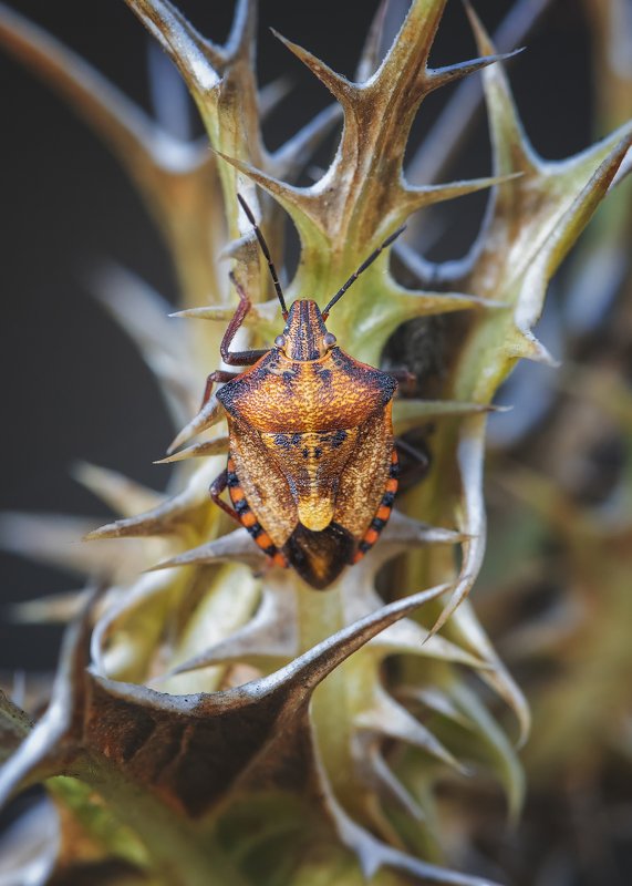 Клоп...photo preview