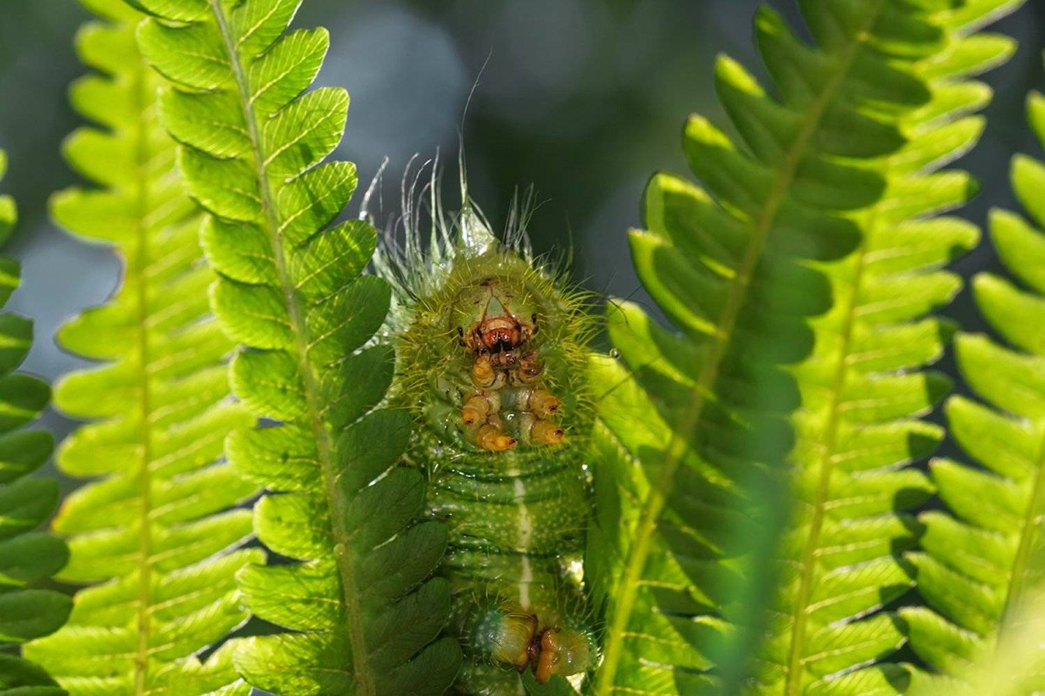 А вот и я :). Автор: Тамара Морозова , Тамара Морозова