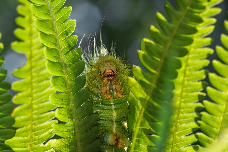 А вот и я :)photo preview
