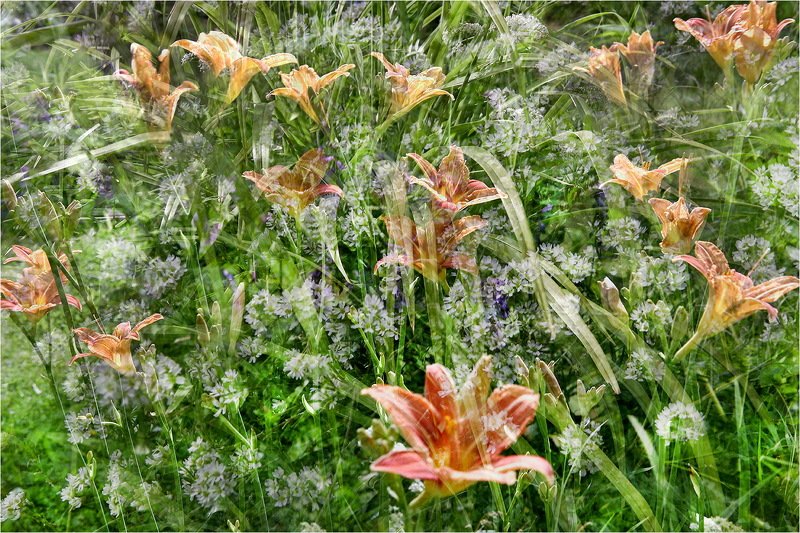 лилейник, цветок, цветы, лето, июль, Июльский микс.photo preview