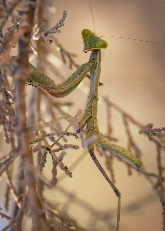 Пианист..photo preview