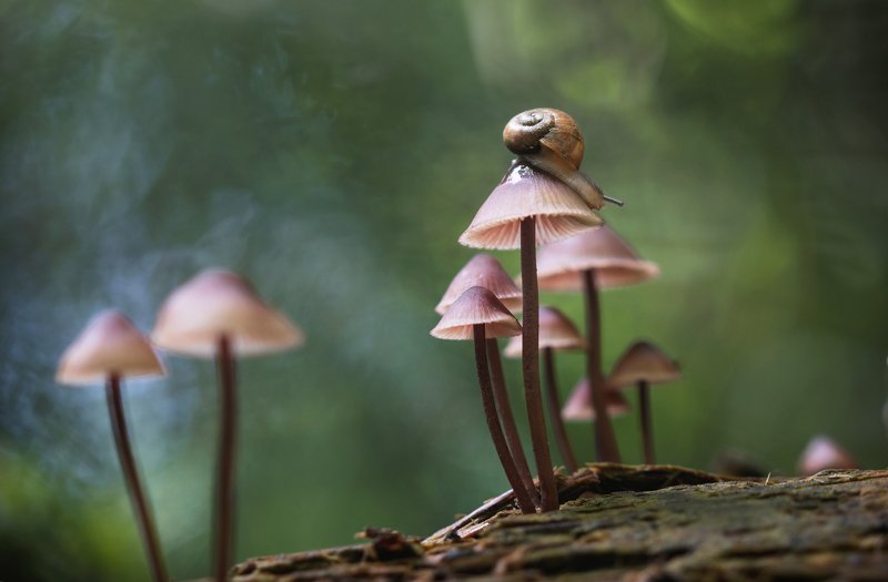 утро, макро, улитка, лес, грибы, природа, красота, макро, лето, деревья Утреннее затишьеphoto preview