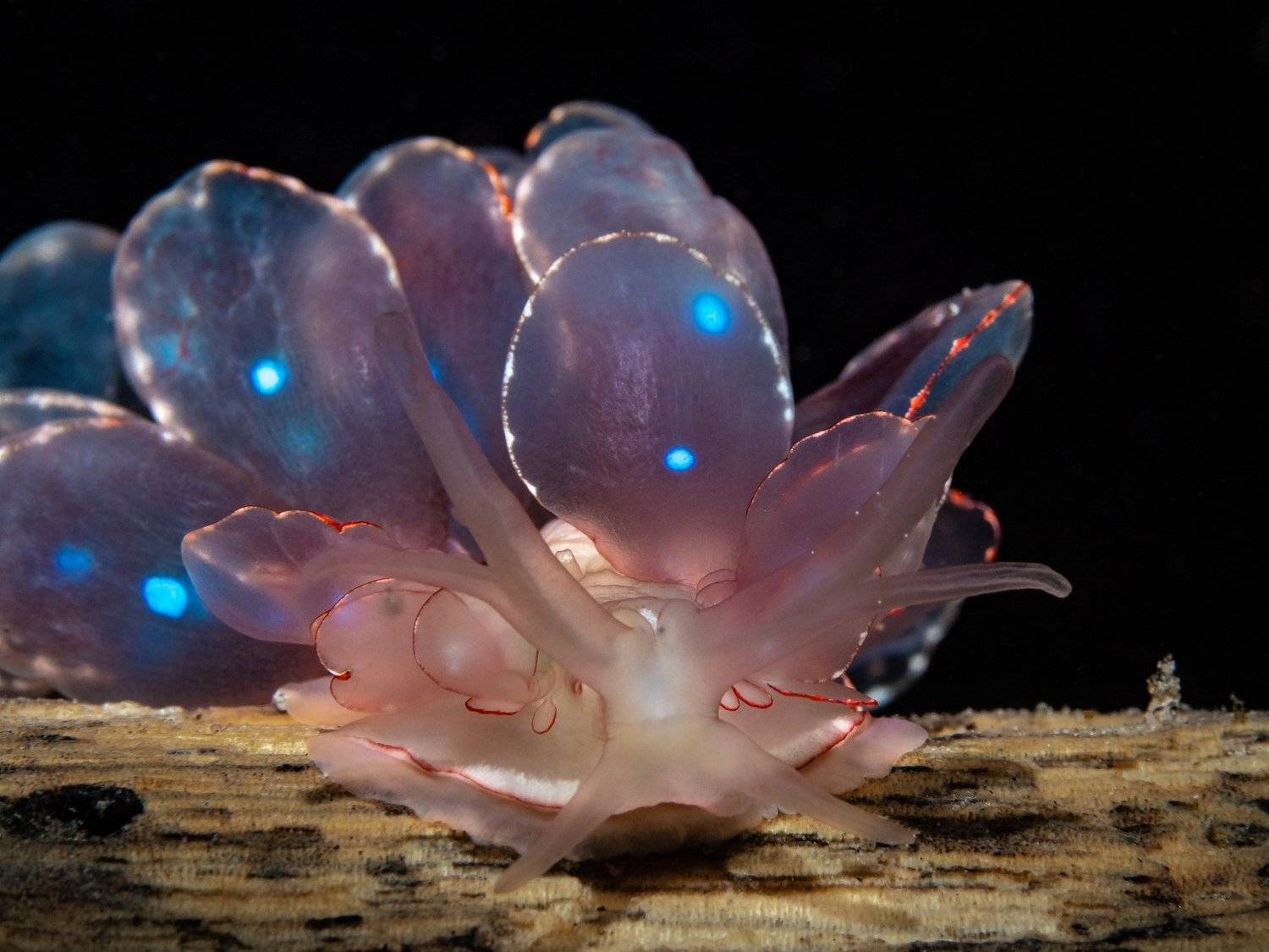 Eleganza. Автор: Андрей Савин , Андрей Савин