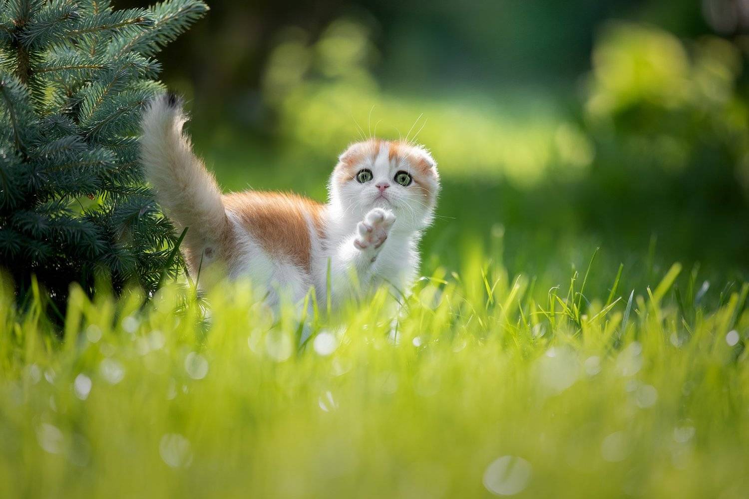 Маленькое солнышко:))). Автор: Светлана Писарева , Светлана Писарева