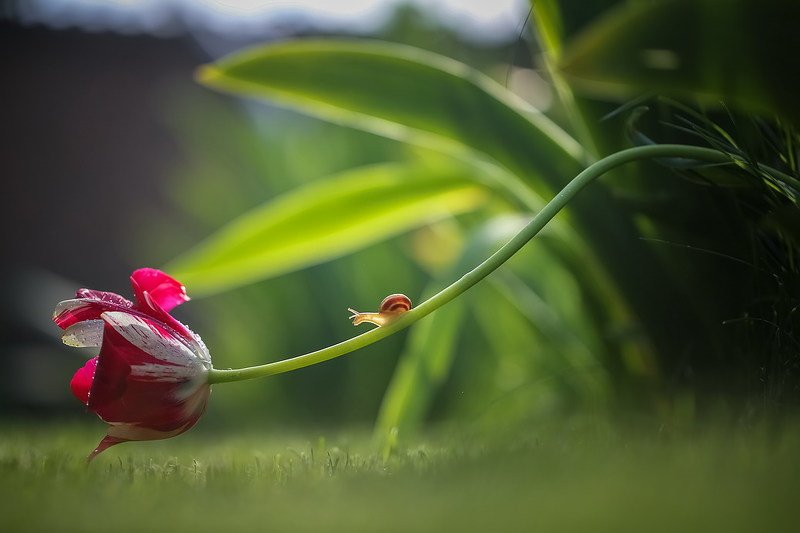 Садовницаphoto preview