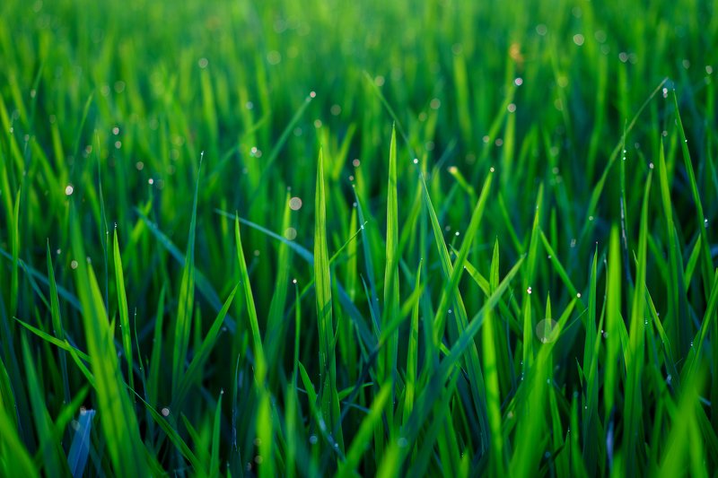 Росаphoto preview