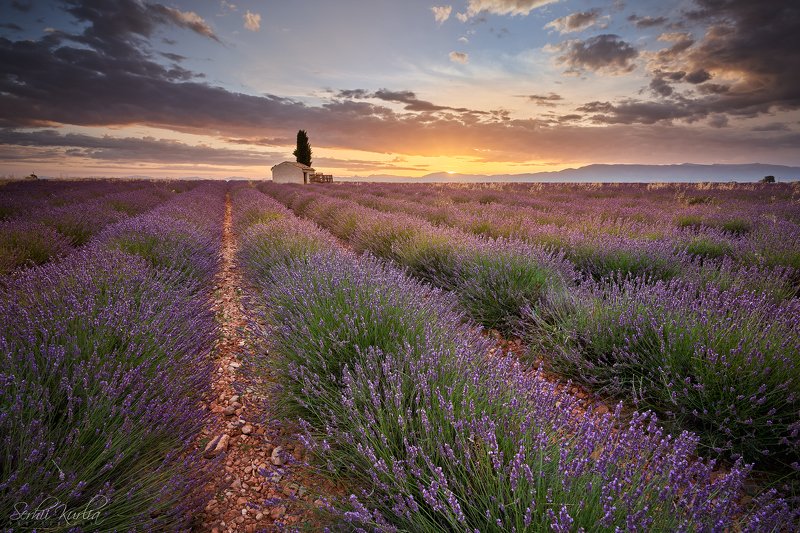прованс, франция, рассвет, sunrise, provence, france, valensole, fields, lavander Сезонная ...photo preview