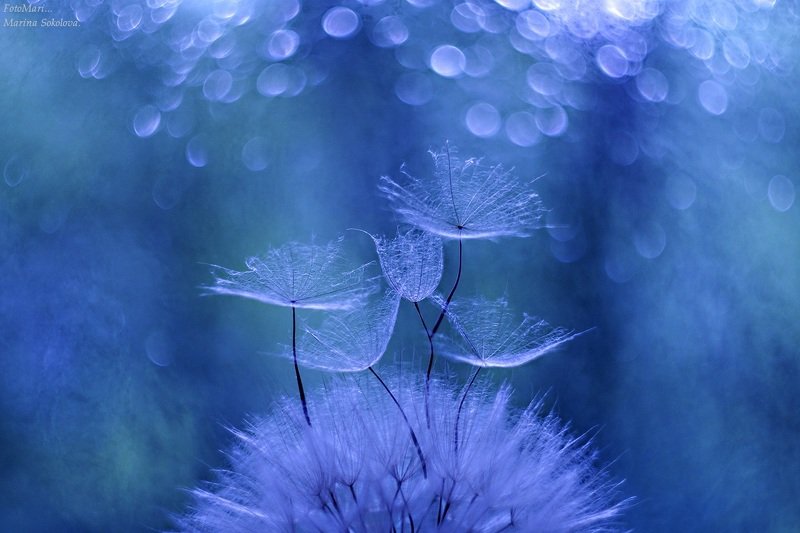 Легче воздуха.photo preview