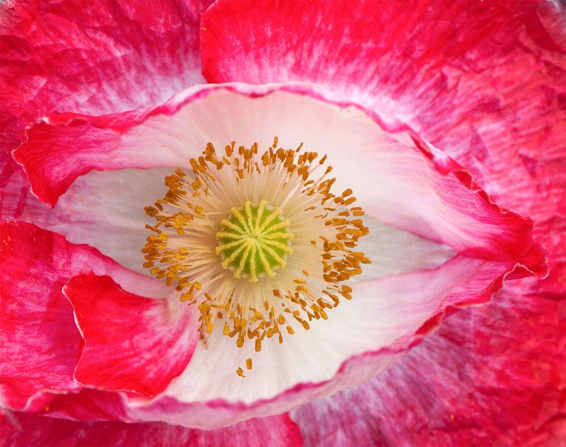 poppy,summer,red,colors I\'m looking at you, WORLD!photo preview