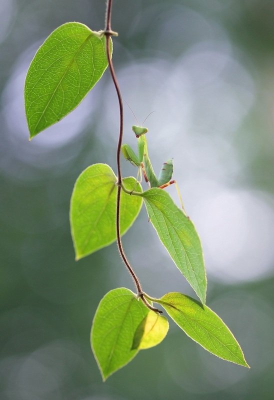 Богомол ***photo preview