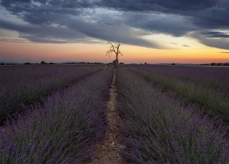 dead tree lavender field Dead tree on lavender field.photo preview