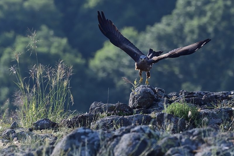 птицы birds Milvus migransphoto preview