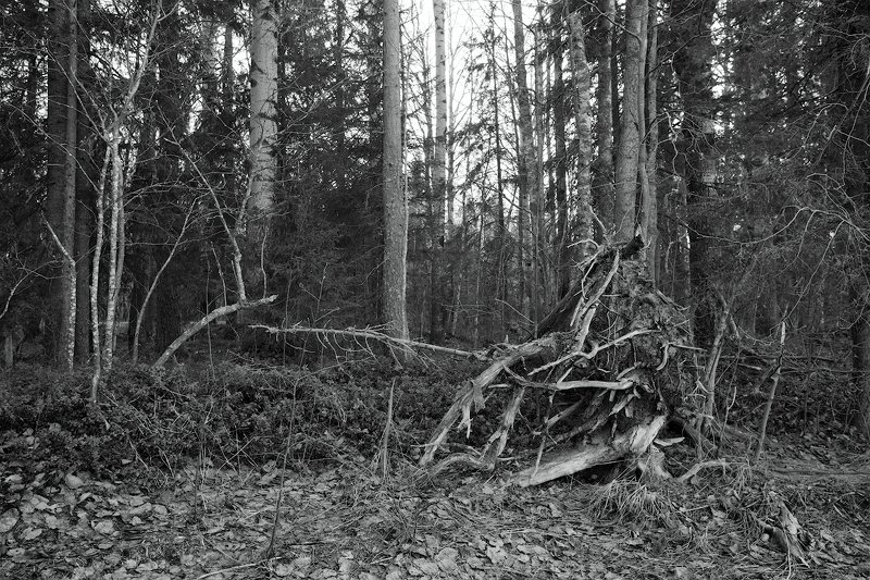 пейзаж, весна, берег, деревья ***photo preview