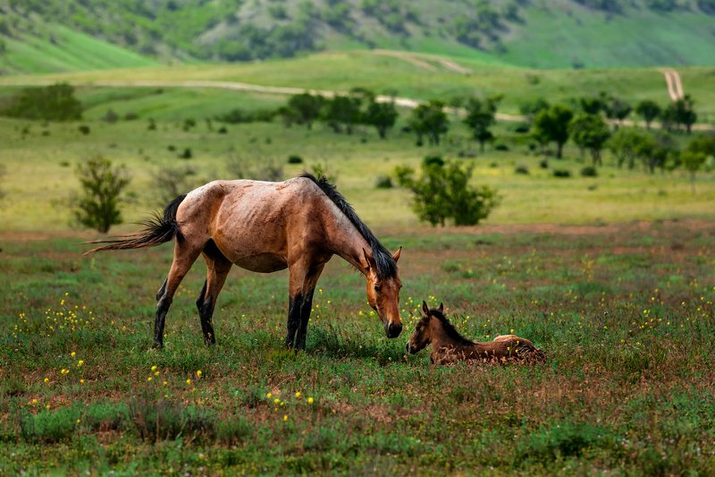 Мама-лошадьphoto preview