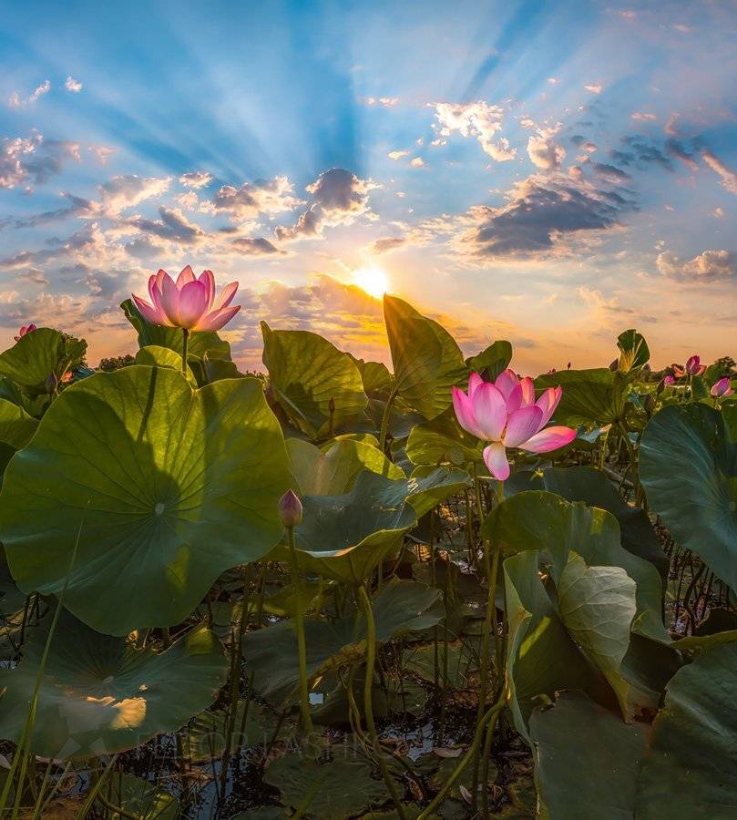 Лотосовый рассвет. Автор: Лашков Фёдор астраханская область, река, вода, волга, рассвет, лотос, лотосы, астраханский заповедник, путешествие, цветок, дельта волги, солнце, лучи, небо, листья, зелёный, Лашков Фёдор