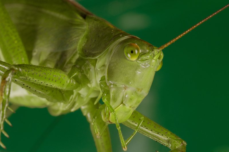 кузнечик, насекомое, макро Единорогphoto preview