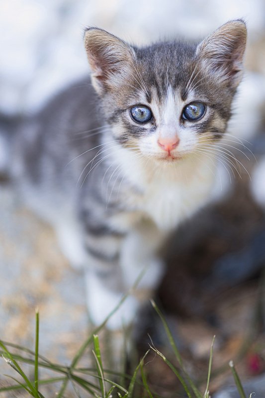 babycat photo preview