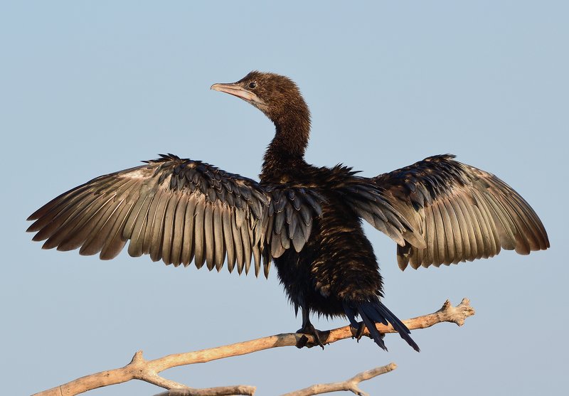bird Little cormorantphoto preview