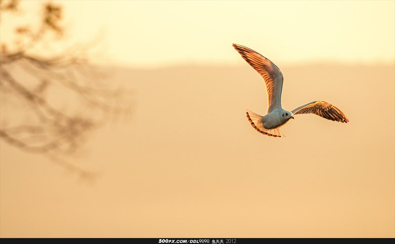 Qionghai Flying Gullphoto preview