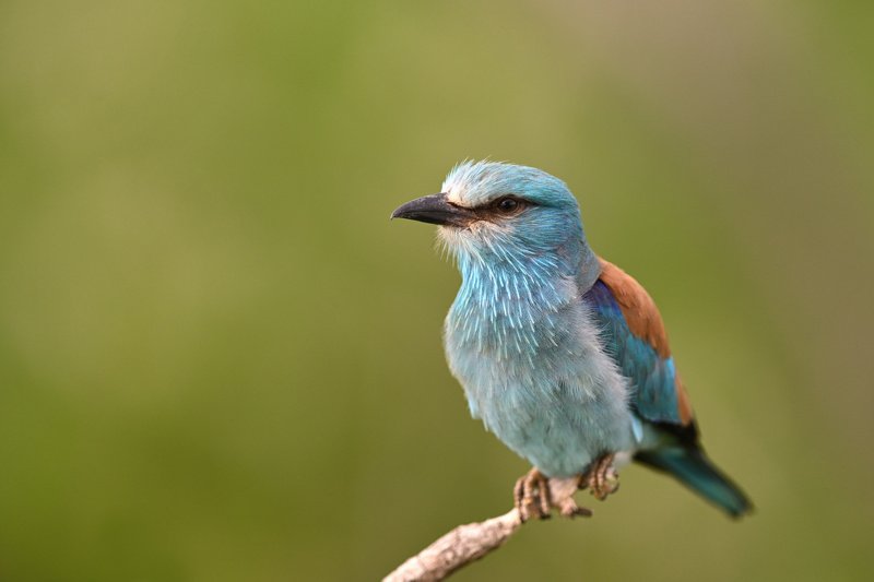 bird, birding, birdwatching, wild, wildlife, roller, european roller, Eye to eyephoto preview