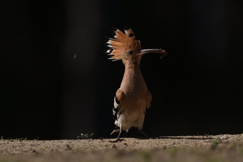 Everyone has their fliesphoto preview