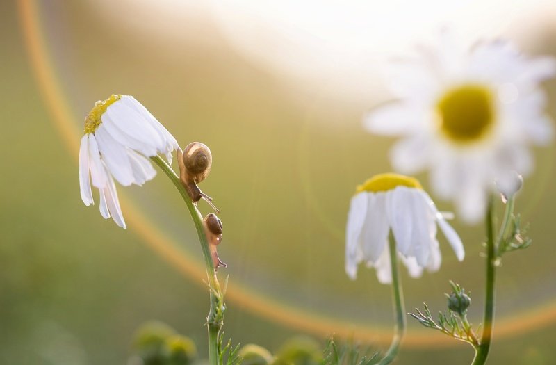 закат, улитки, макрокрасота, ромашки, блик, любовь Погоняphoto preview